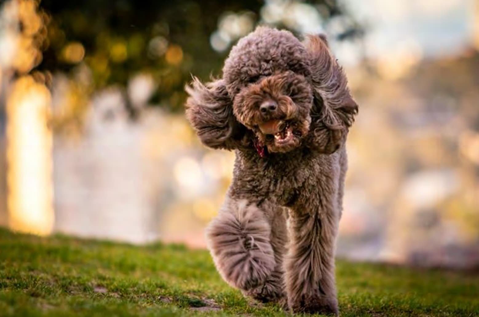 2024 Pet Appreciation Week